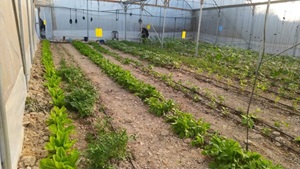 Interior of a greenhouse with crops in rows