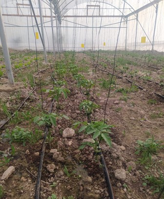Close up shot of crops growing in a greenhouse