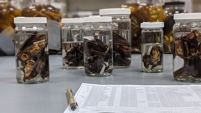 Bat specimens from the Field Museum mammal collection that will be screened for betacoronaviruses. These include historical specimens collected from Asia in the mid to late 1800s.